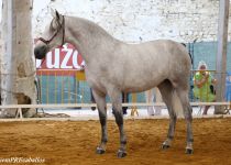 W PICARA DE RAMOS, CAMPEONA JOVEN DEL CONCURSO